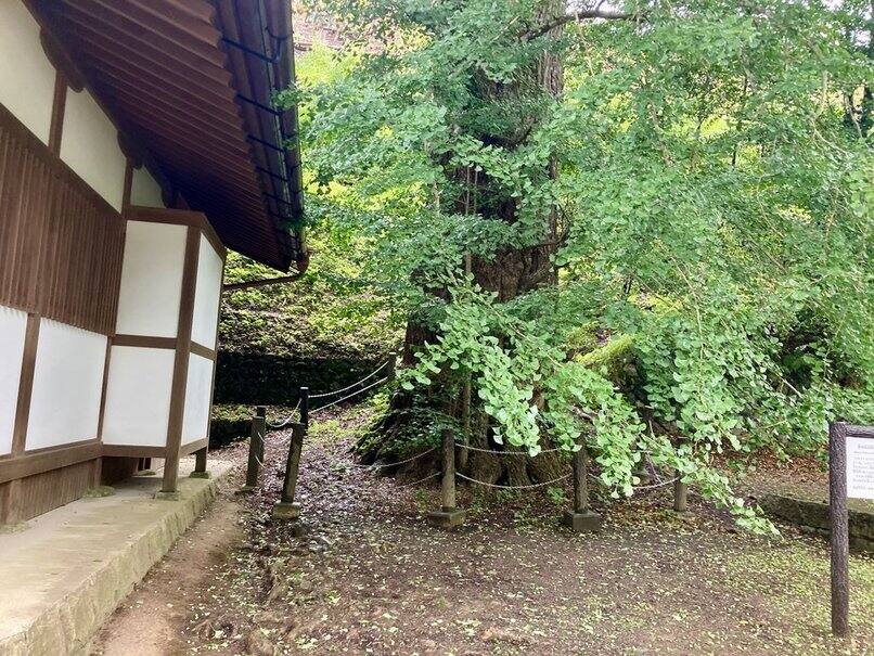大銀杏